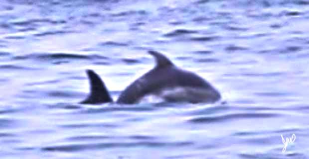 Baby D-Dance_Sig_web.jpg